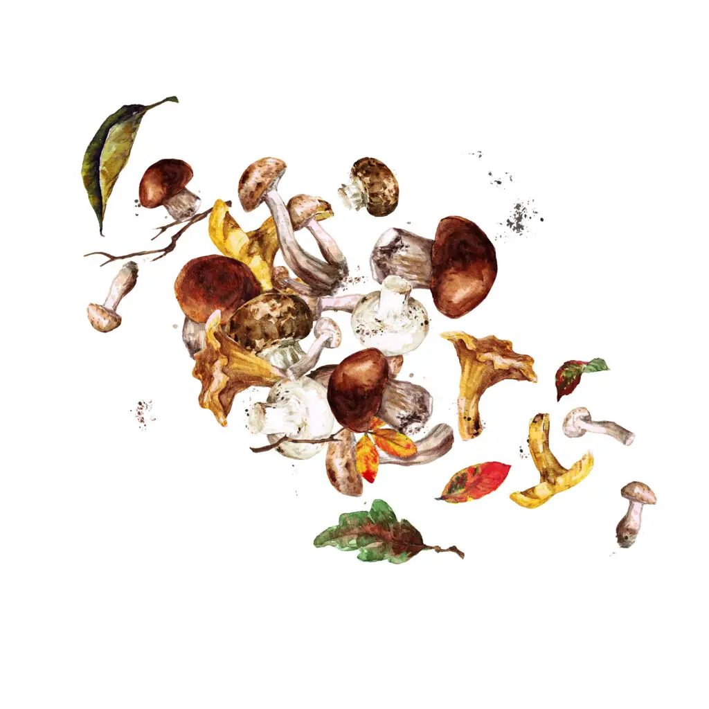 Illustration Herbst — Familiensonntag im November 2023